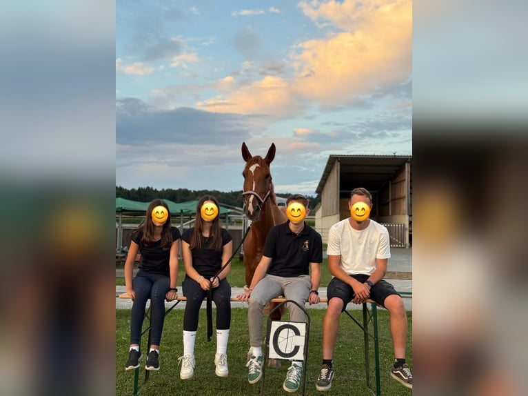 Meer warmbloeden Ruin 9 Jaar 168 cm Vos in Bad blumau