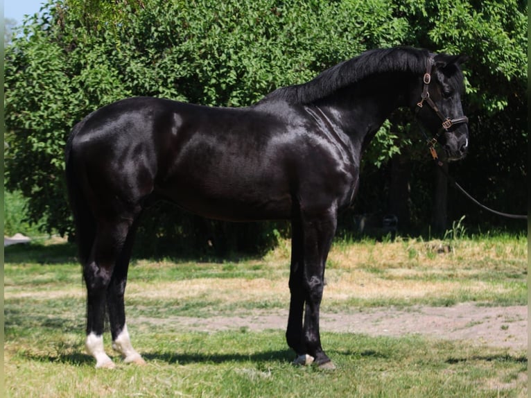 Meer warmbloeden Ruin 9 Jaar 169 cm Zwart in Gerasdorf