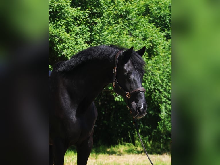 Meer warmbloeden Ruin 9 Jaar 169 cm Zwart in Gerasdorf