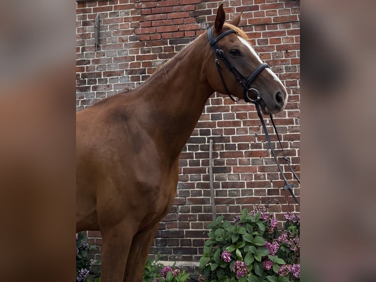 Meer warmbloeden Ruin 9 Jaar 173 cm Vos in Karstädt