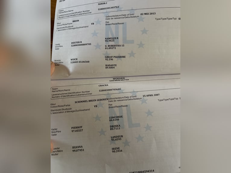 Meer warmbloeden Ruin 9 Jaar 174 cm Bruin in Wartberg ob der Aist