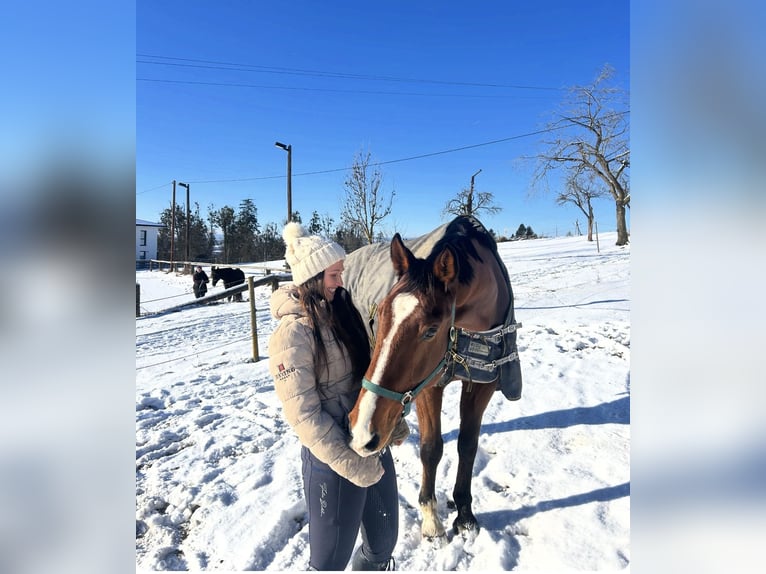 Meer warmbloeden Ruin 9 Jaar 174 cm Bruin in Wartberg ob der Aist