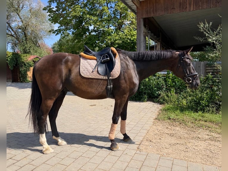 Meer warmbloeden Ruin 9 Jaar 175 cm Zwart in Manching