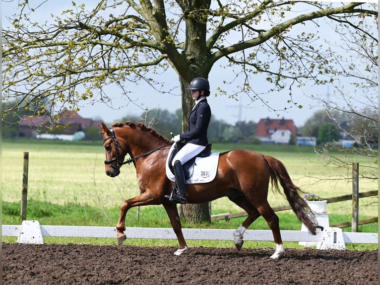 Melli's Darmani Deutsches Reitpony Hengst in Stuhr