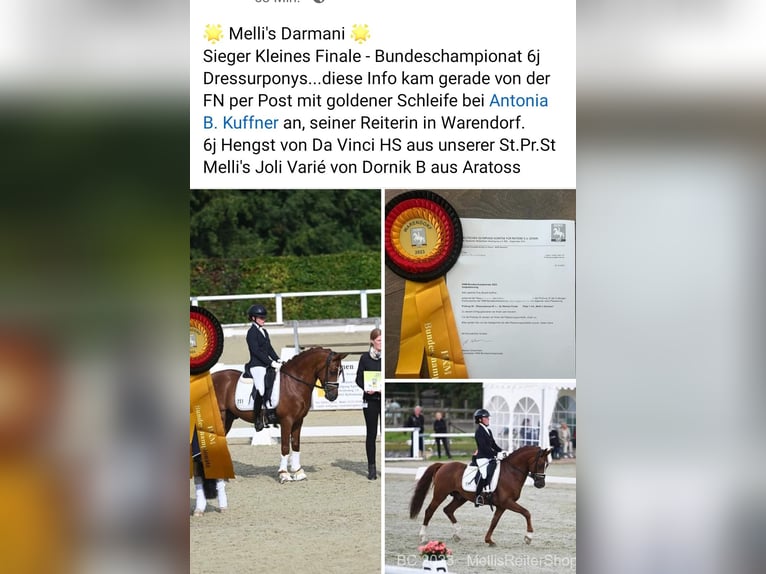 Melli's Darmani Deutsches Reitpony Hengst Dunkelfuchs in Stuhr