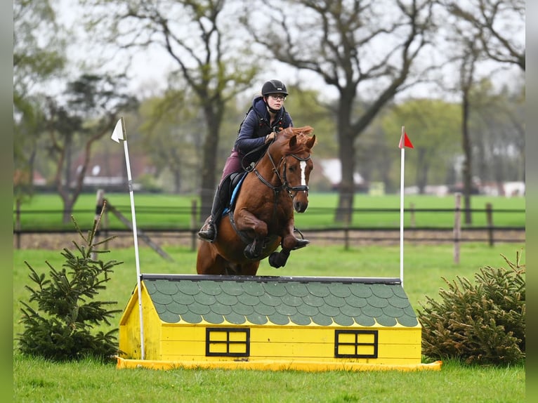Melli's Darmani Deutsches Reitpony Hengst Dunkelfuchs in Stuhr