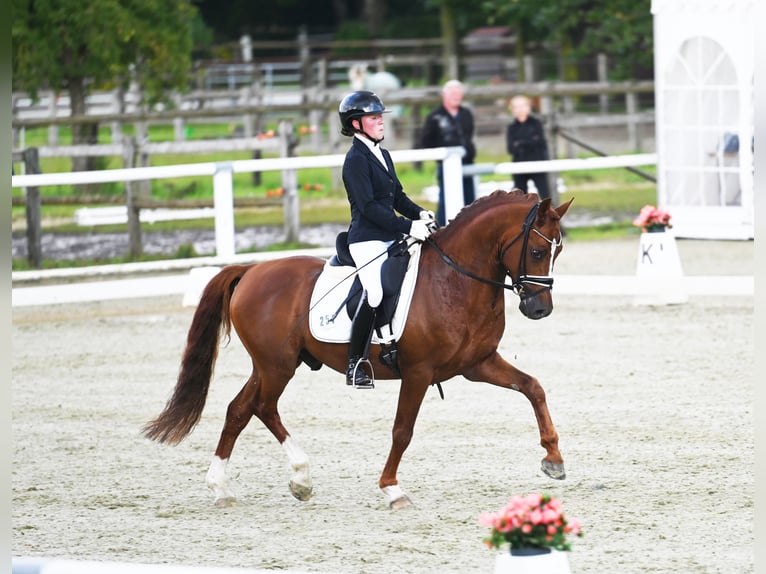 Melli's Darmani Deutsches Reitpony Hengst Dunkelfuchs in Stuhr