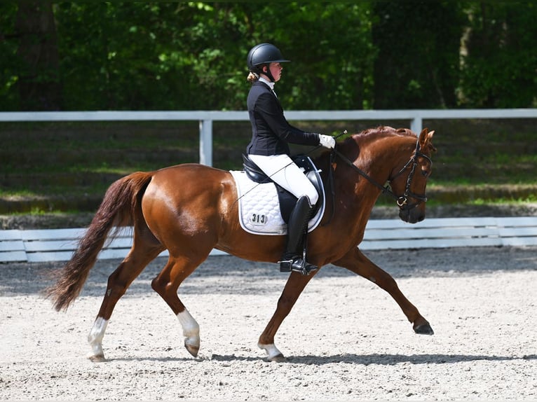 Melli's Darmani Deutsches Reitpony Hengst Dunkelfuchs in Stuhr