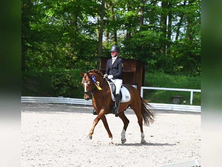 Melli's Darmani Deutsches Reitpony Hengst Dunkelfuchs in Stuhr