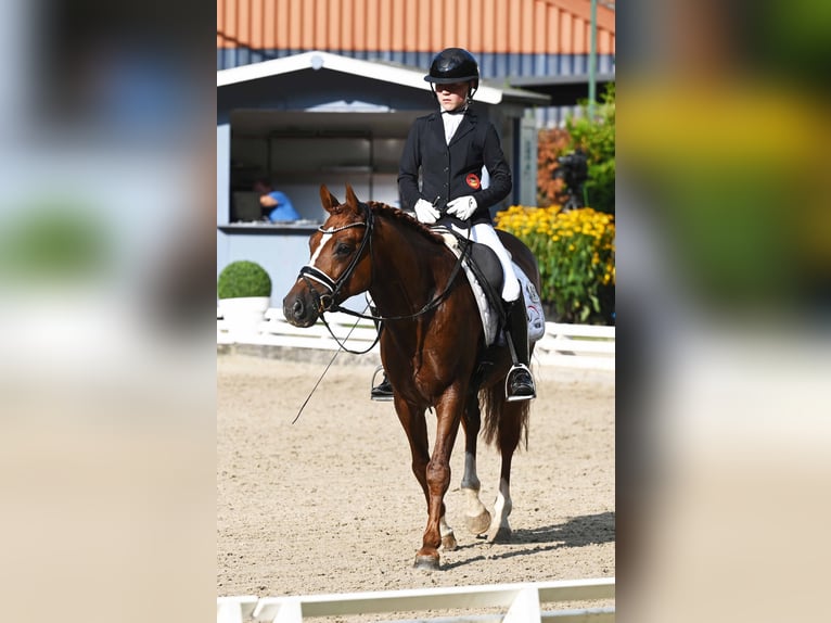 Melli's Darmani Deutsches Reitpony Hengst Dunkelfuchs in Stuhr
