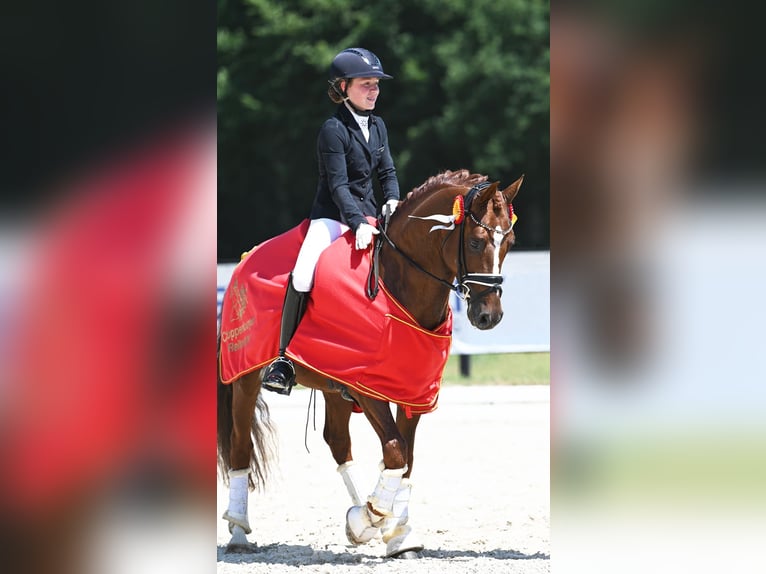 Melli's Darmani Deutsches Reitpony Hengst Dunkelfuchs in Stuhr