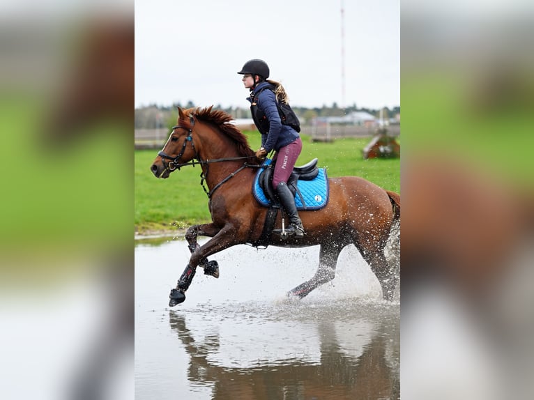 Melli's Darmani Deutsches Reitpony Hengst Dunkelfuchs in Stuhr