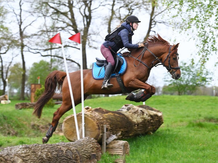 Melli's Darmani Deutsches Reitpony Hengst Dunkelfuchs in Stuhr