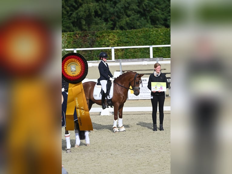Melli's Darmani Deutsches Reitpony Hengst Dunkelfuchs in Stuhr