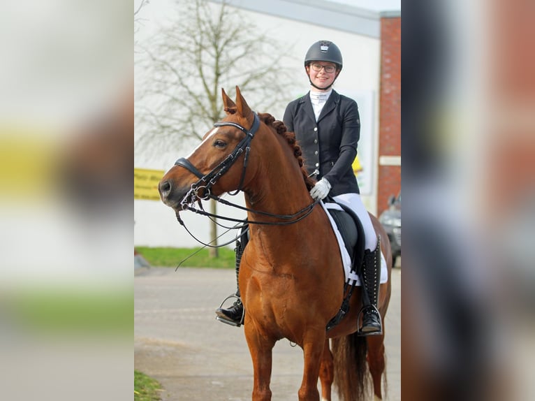 Melli's Darmani Duitse rijpony Hengst Donkere-vos in Stuhr