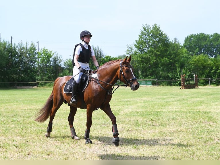 Melli's Darmani Duitse rijpony Hengst Donkere-vos in Stuhr
