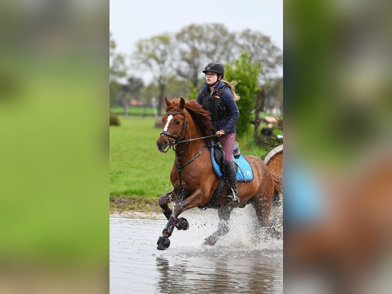 Melli's Darmani Duitse rijpony Hengst Donkere-vos in Stuhr