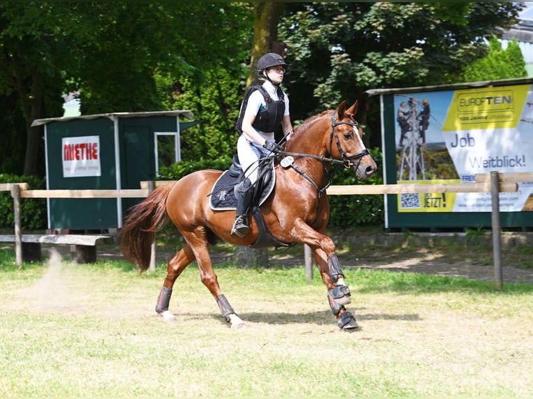 Melli's Darmani Duitse rijpony Hengst Donkere-vos in Stuhr
