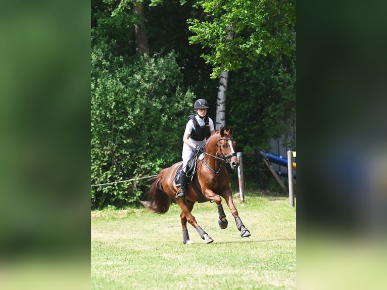 Melli's Darmani Duitse rijpony Hengst Donkere-vos in Stuhr