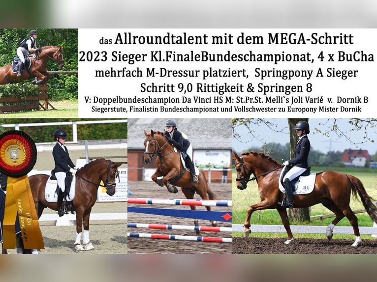 Melli's Darmani Duitse rijpony Hengst Donkere-vos in Stuhr