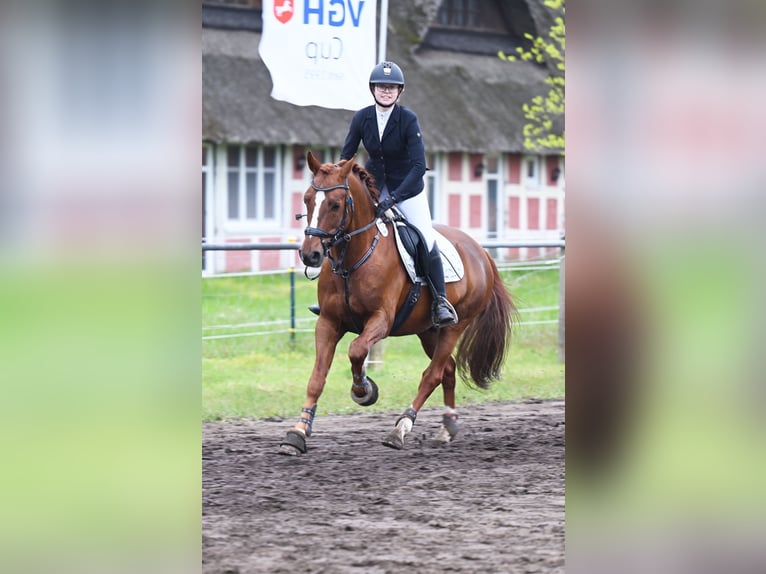 Melli's Darmani German Riding Pony Stallion Chestnut in Stuhr