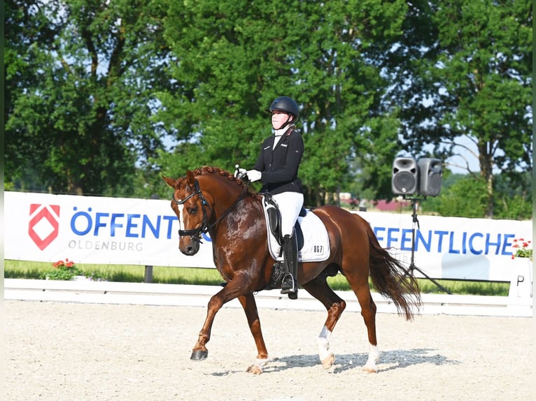 Melli's Darmani German Riding Pony Stallion Chestnut in Stuhr