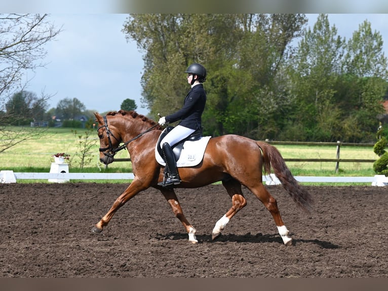Melli's Darmani German Riding Pony Stallion Chestnut in Stuhr