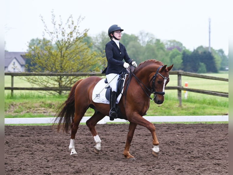 Melli's Darmani German Riding Pony Stallion Chestnut in Stuhr