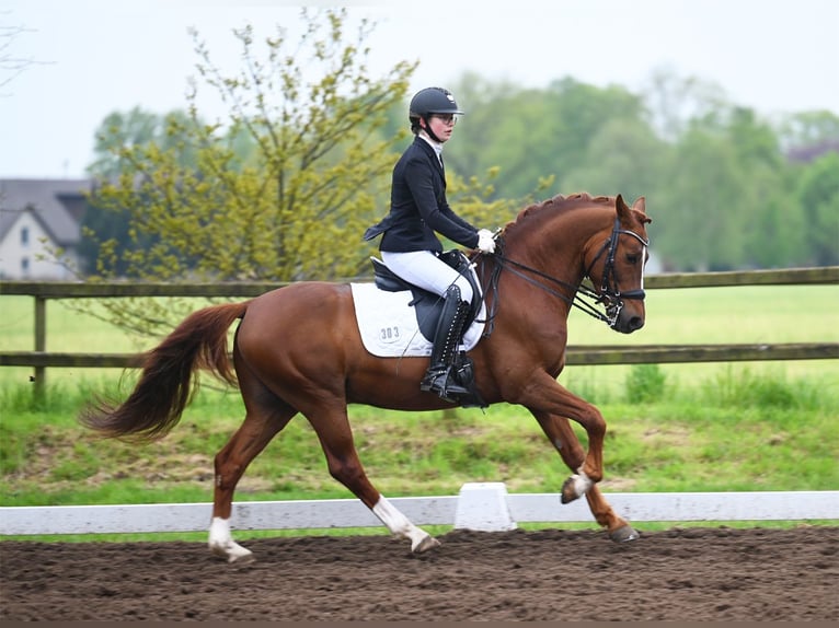 Melli's Darmani German Riding Pony Stallion Chestnut in Stuhr