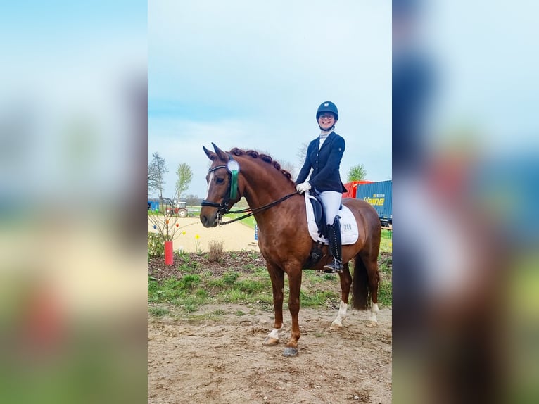 Melli's Darmani German Riding Pony Stallion Chestnut in Stuhr