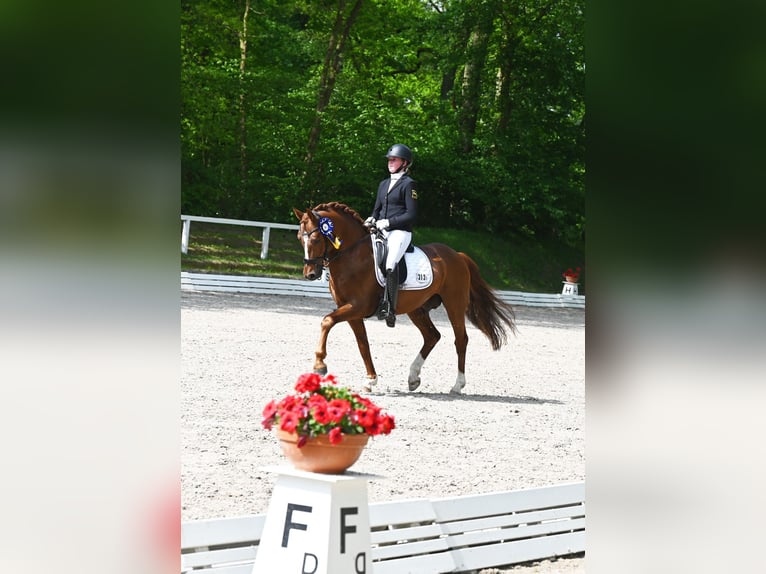 Melli's Darmani Poney de selle allemand Étalon Alezan brûlé in Stuhr