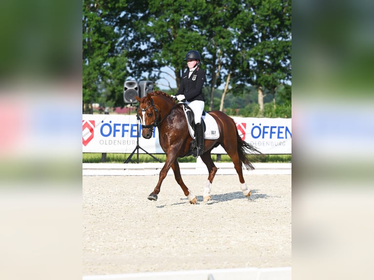 Melli's Darmani Poney de selle allemand Étalon Alezan brûlé in Stuhr