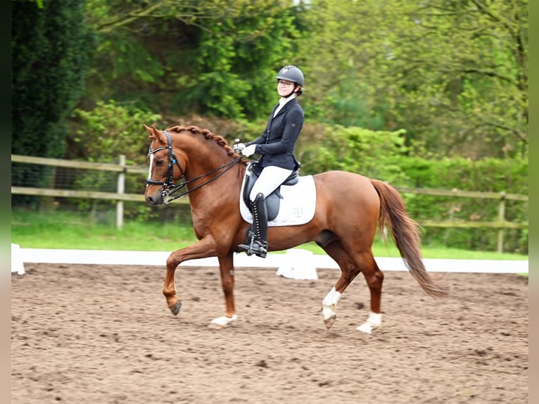 Melli's Darmani Poney de selle allemand Étalon Alezan brûlé in Stuhr