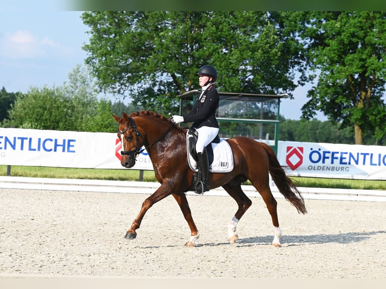 Melli's Darmani Poney de selle allemand Étalon Alezan brûlé in Stuhr