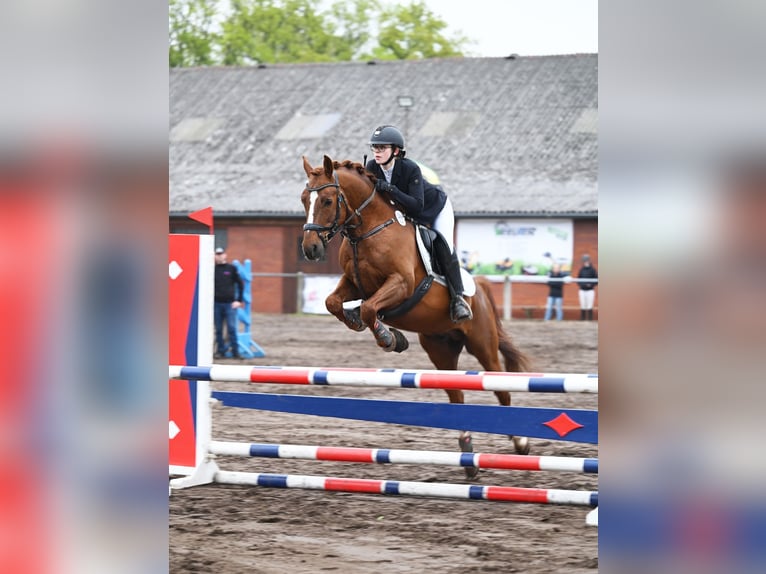 Melli's Darmani Poni alemán Semental Alazán-tostado in Stuhr