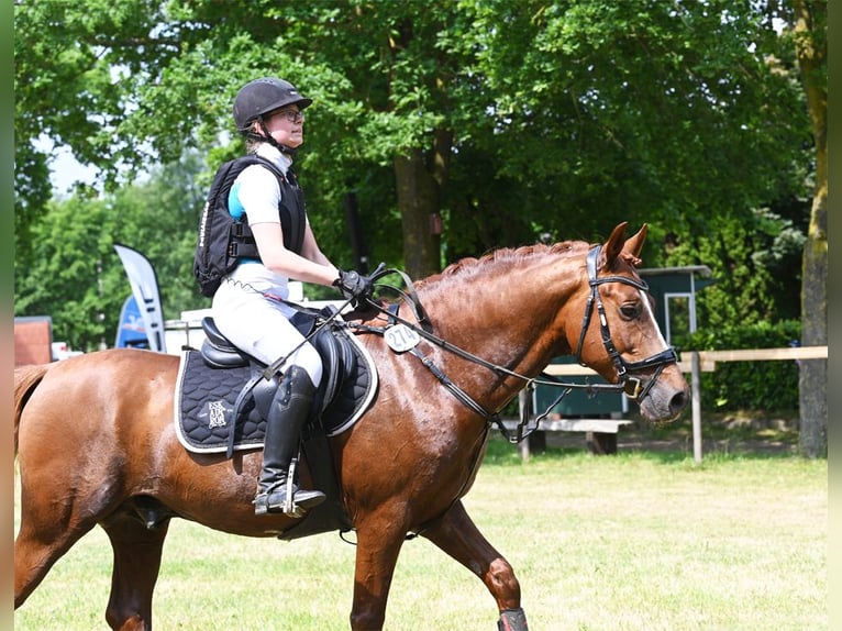 Melli's Darmani Pony tedesco Stallone in Stuhr
