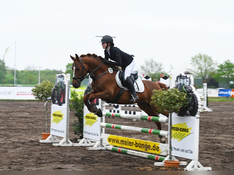 Melli's Darmani Pony tedesco Stallone in Stuhr