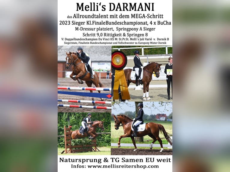 Melli's Darmani Pony tedesco Stallone in Stuhr