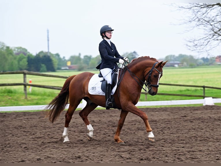 Melli's Darmani Pony tedesco Stallone in Stuhr