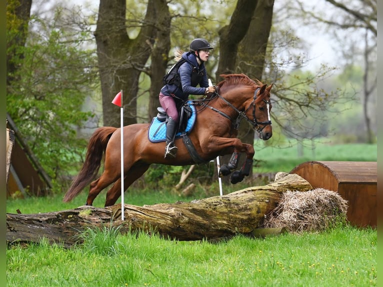 Melli's Darmani Pony tedesco Stallone Sauro scuro in Stuhr