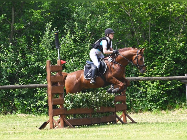 Melli's Darmani Pony tedesco Stallone Sauro scuro in Stuhr