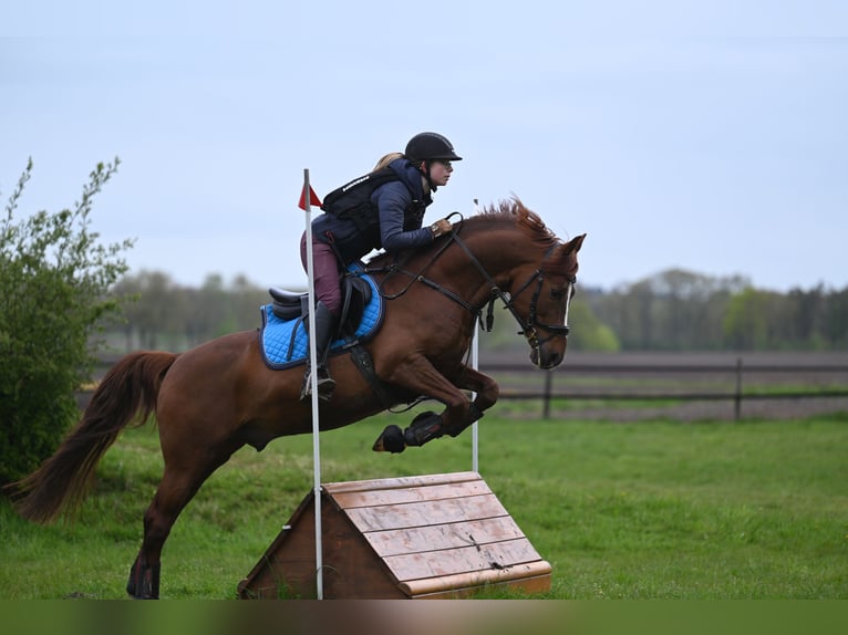 Melli's Darmani Pony tedesco Stallone Sauro scuro in Stuhr