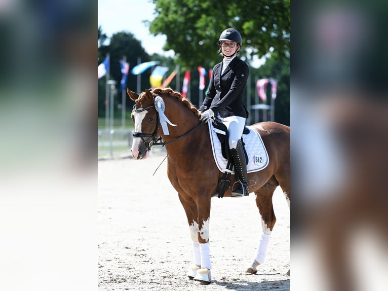 Melli's Dior Deutsches Reitpony Hengst Fuchs in Stuhr