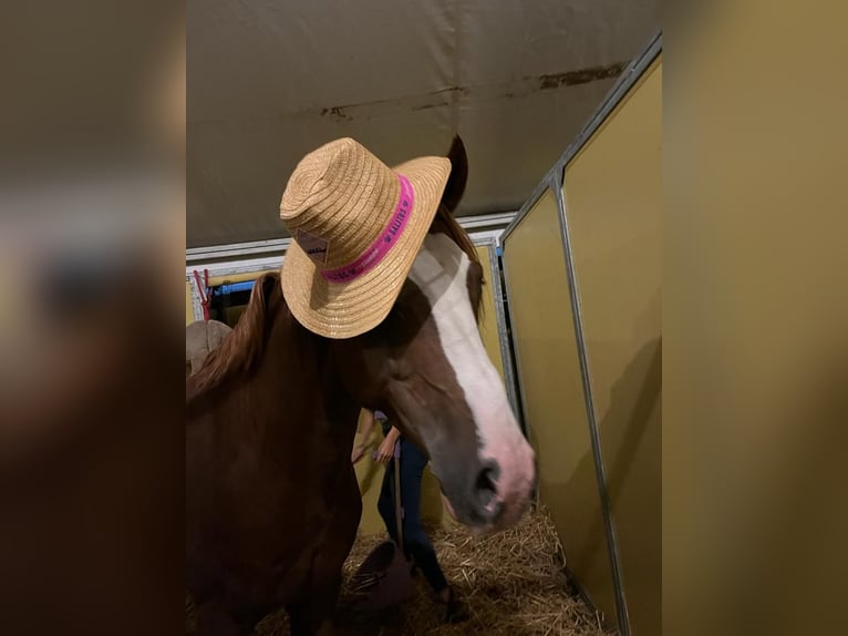 Melli's Dior Duitse rijpony Hengst Vos in Stuhr