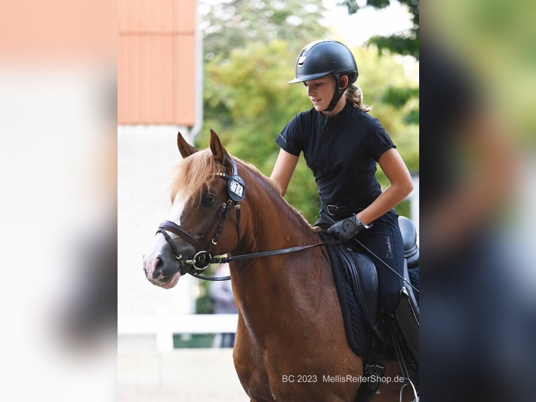 Melli's Dior Duitse rijpony Hengst Vos in Stuhr