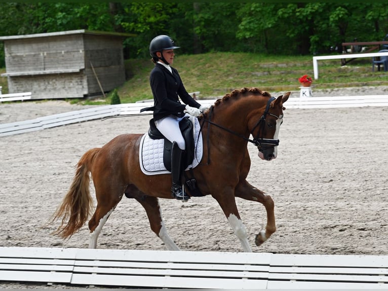 Melli's Dior Duitse rijpony Hengst Vos in Stuhr