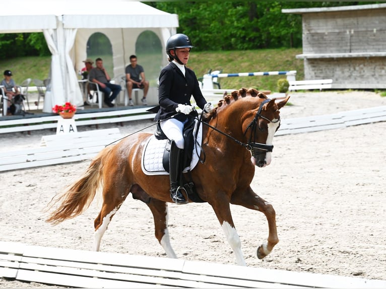 Melli's Dior Duitse rijpony Hengst Vos in Stuhr