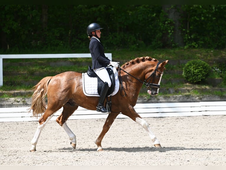 Melli's Dior Duitse rijpony Hengst Vos in Stuhr