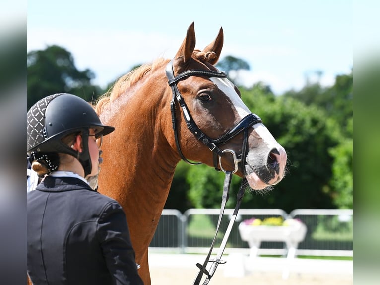 Melli's Dior Duitse rijpony Hengst Vos in Stuhr