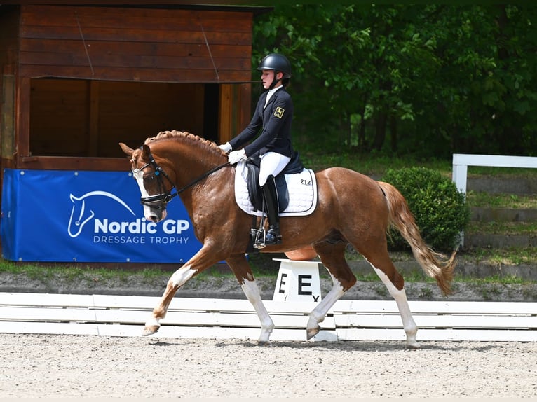 Melli's Dior Duitse rijpony Hengst Vos in Stuhr